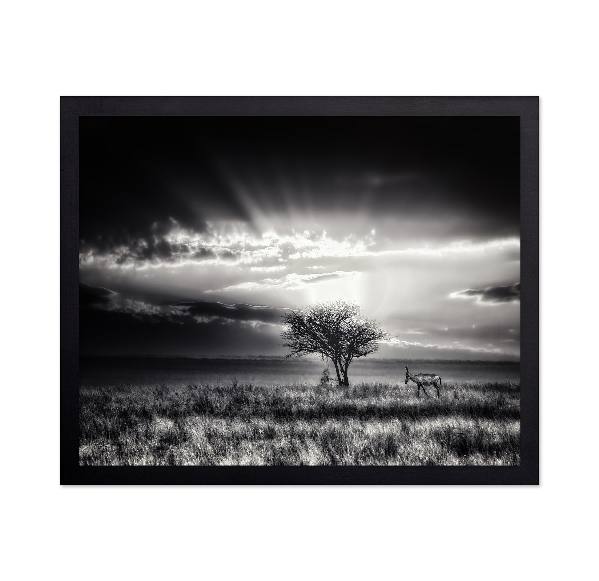 Hartebeest Sunrise Savannah
