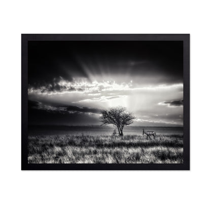 Hartebeest Sunrise Savannah