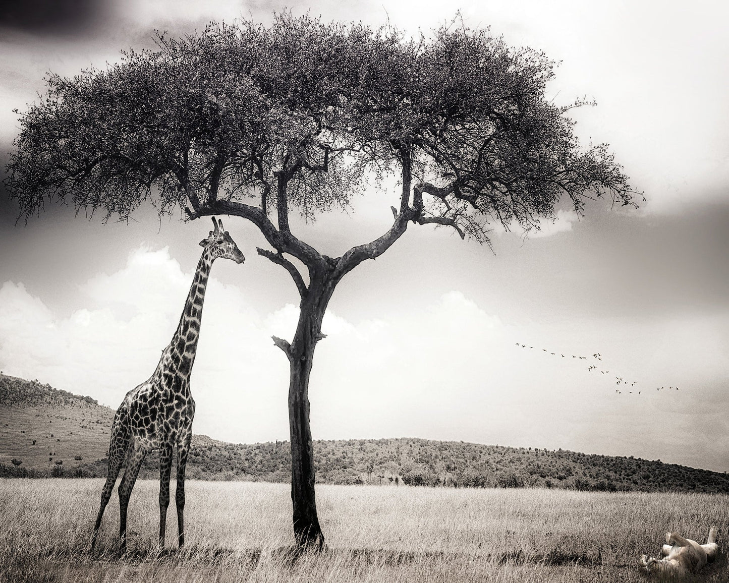 Giraffe Under Acacia Tree