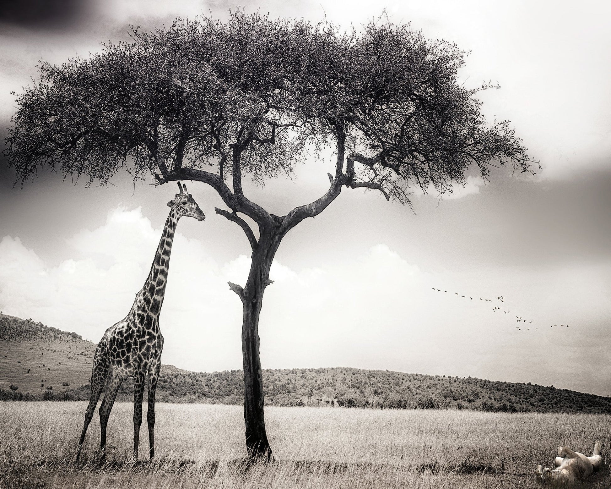 Giraffe Under Acacia Tree
