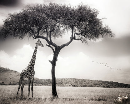 Giraffe Under Acacia Tree