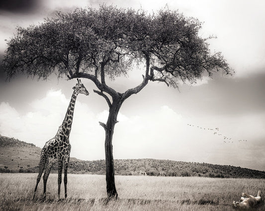 Giraffe Under Acacia Tree