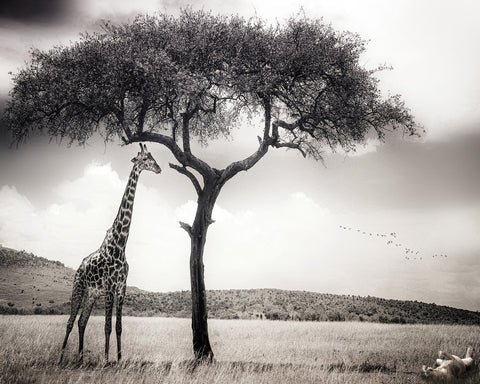 Giraffe Under Acacia Tree