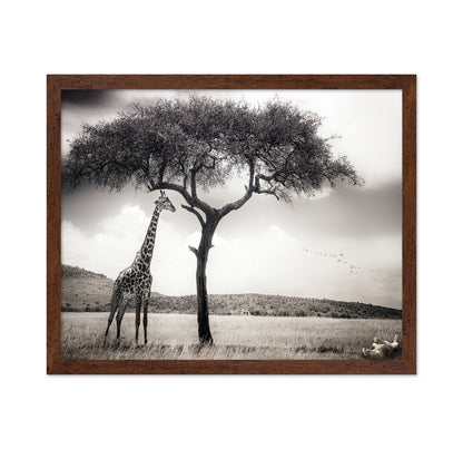 Giraffe Under Acacia Tree