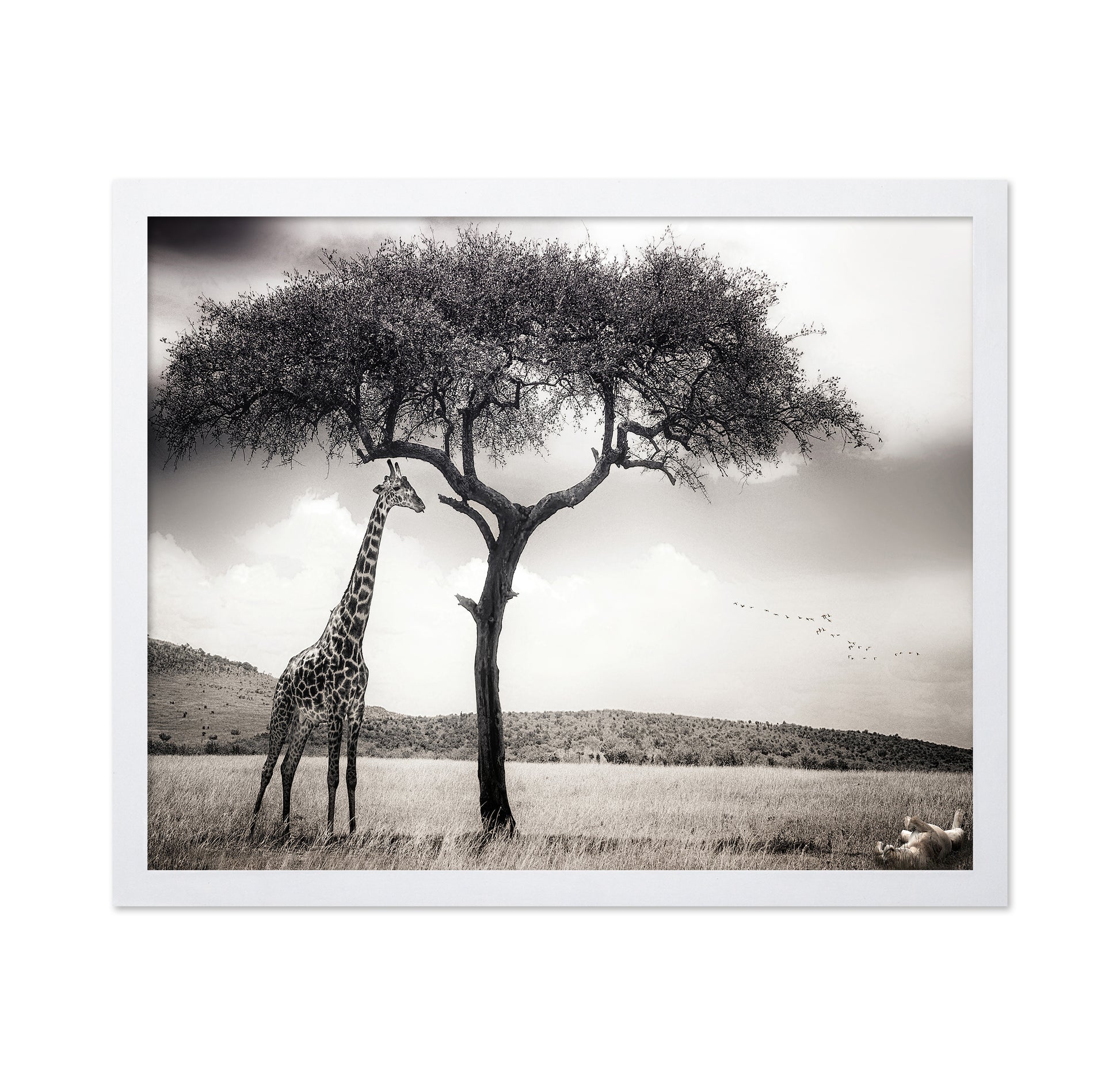Giraffe Under Acacia Tree