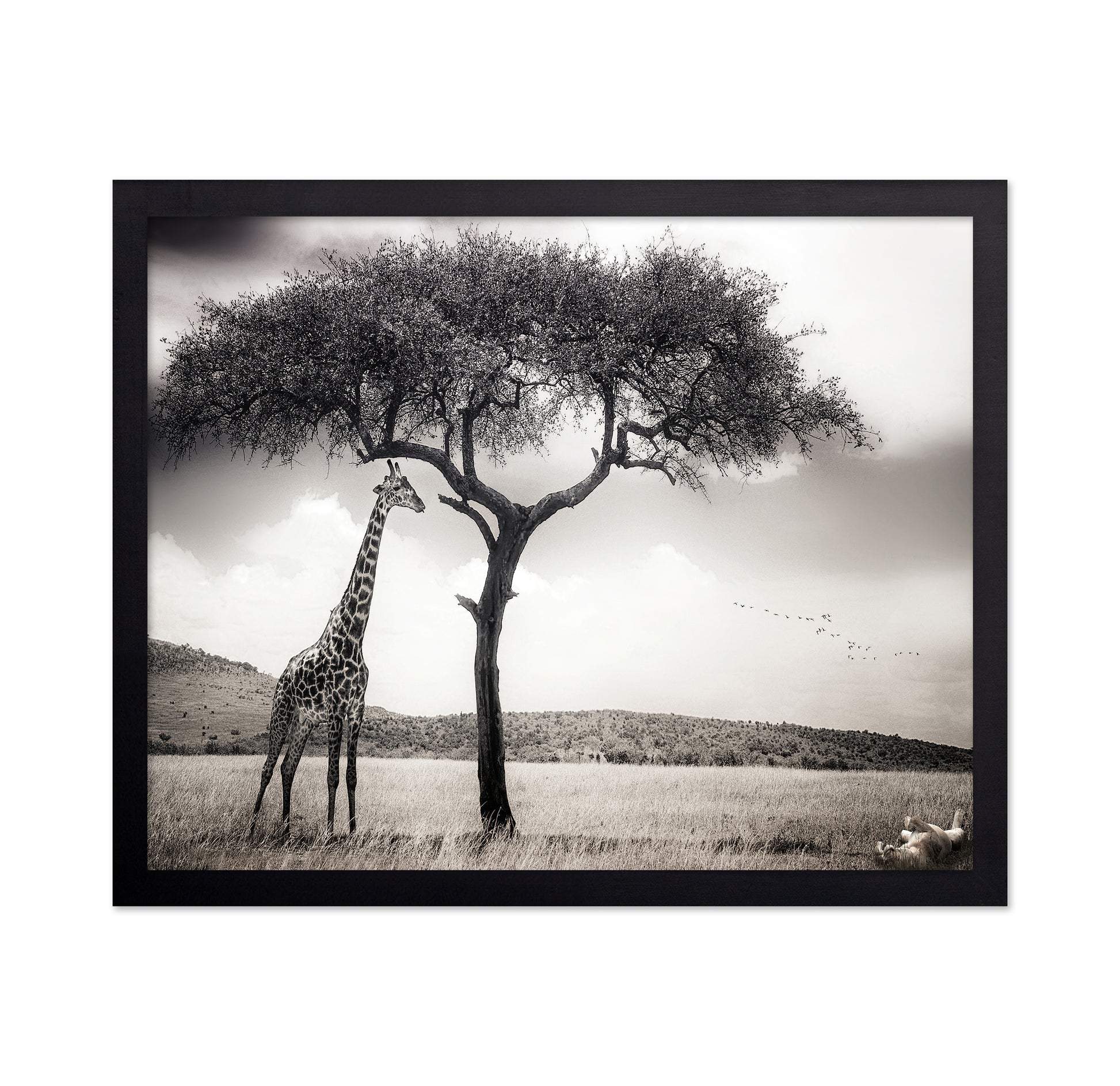 Giraffe Under Acacia Tree