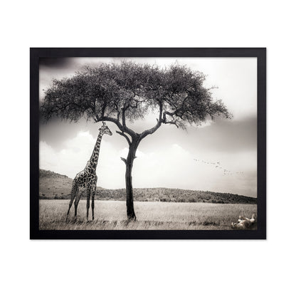 Giraffe Under Acacia Tree