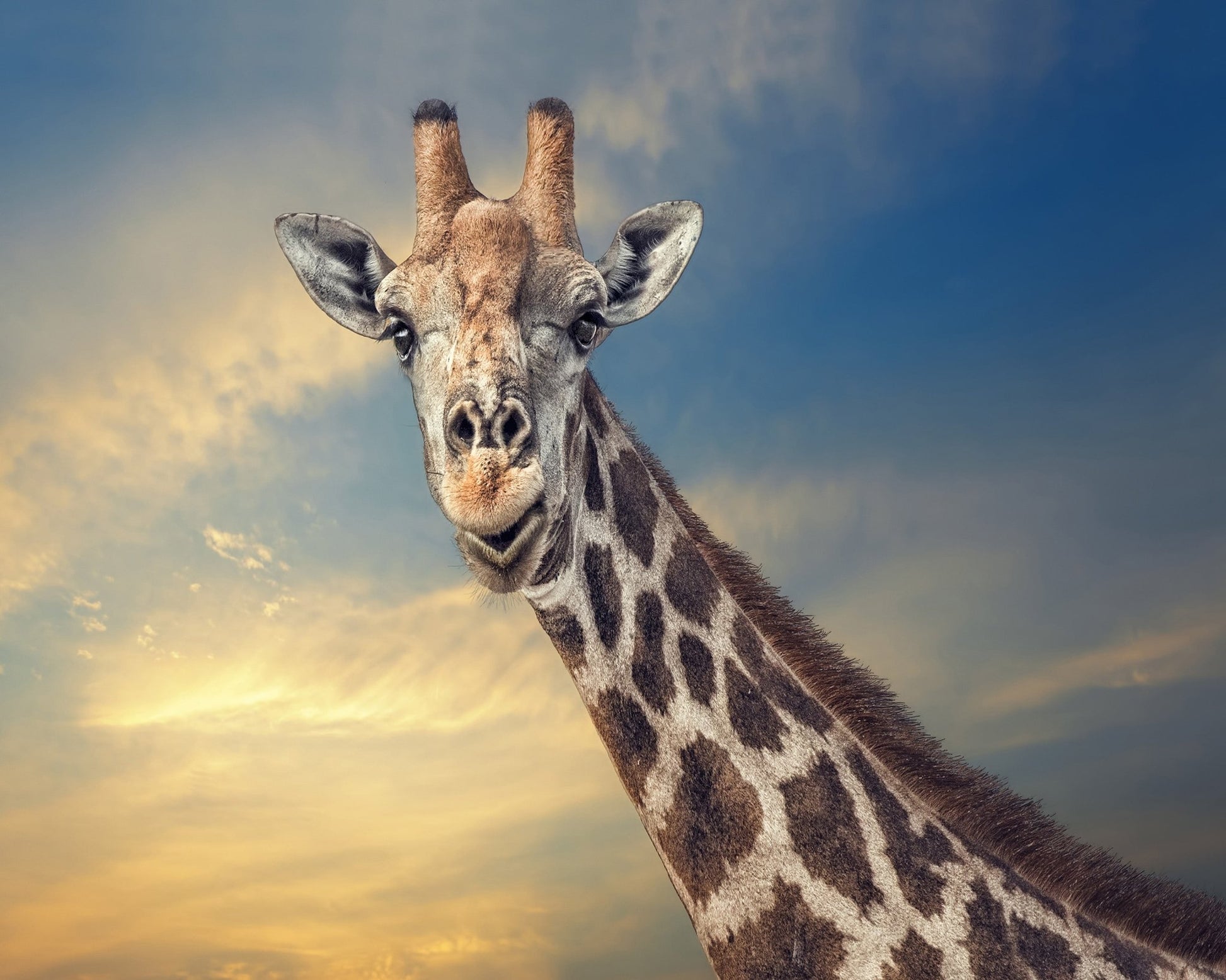 Giraffe Portrait at Sunset