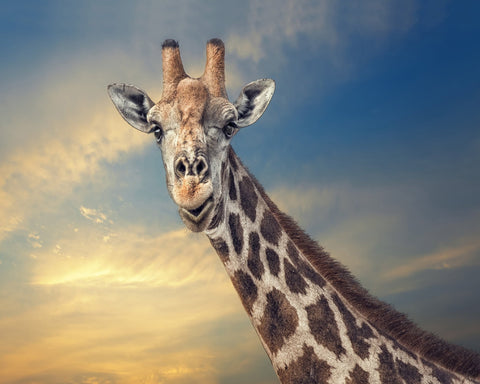 Giraffe Portrait at Sunset