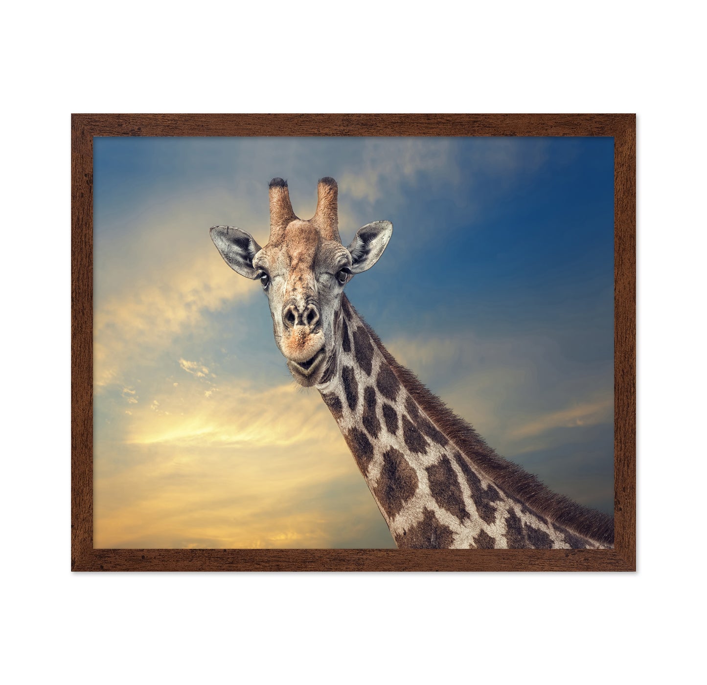 Giraffe Portrait at Sunset