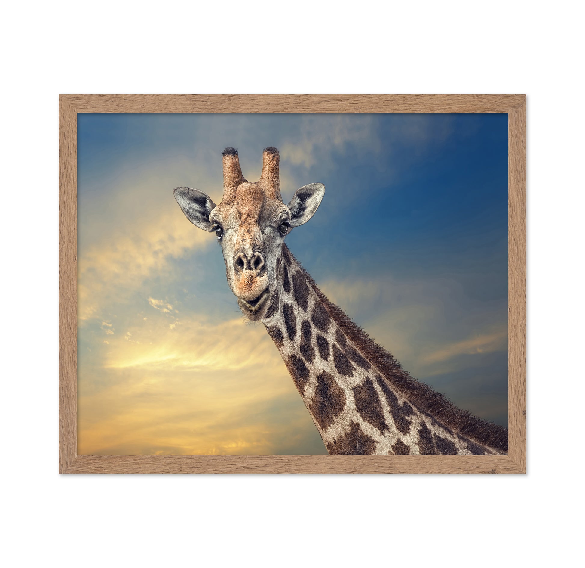 Giraffe Portrait at Sunset