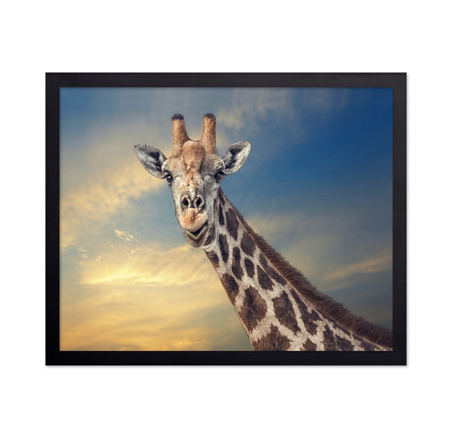 Giraffe Portrait at Sunset