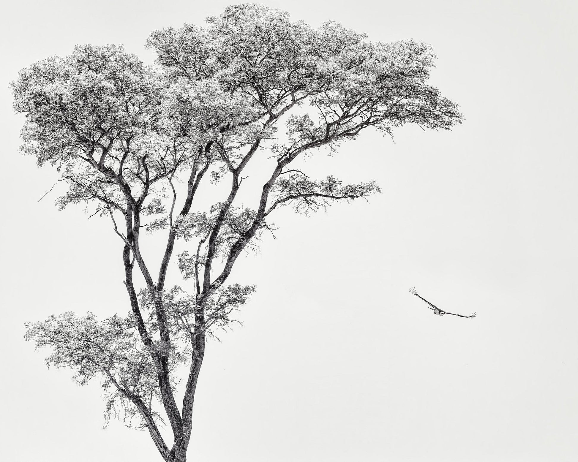 Eagle Flying by Acacia Tree