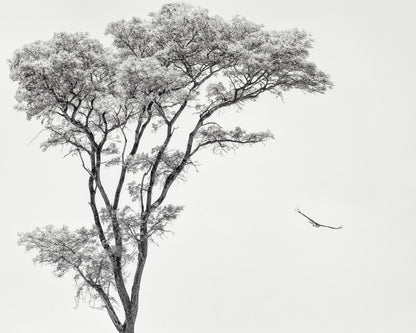 Eagle Flying by Acacia Tree