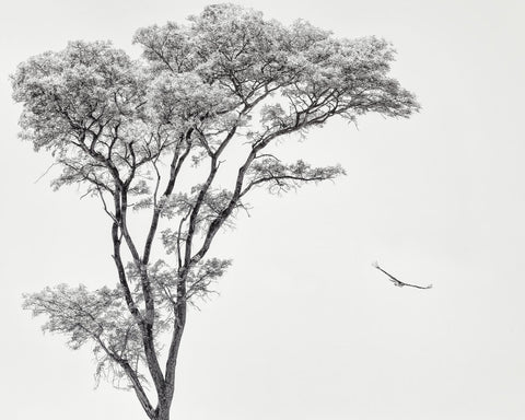 Eagle Flying by Acacia Tree