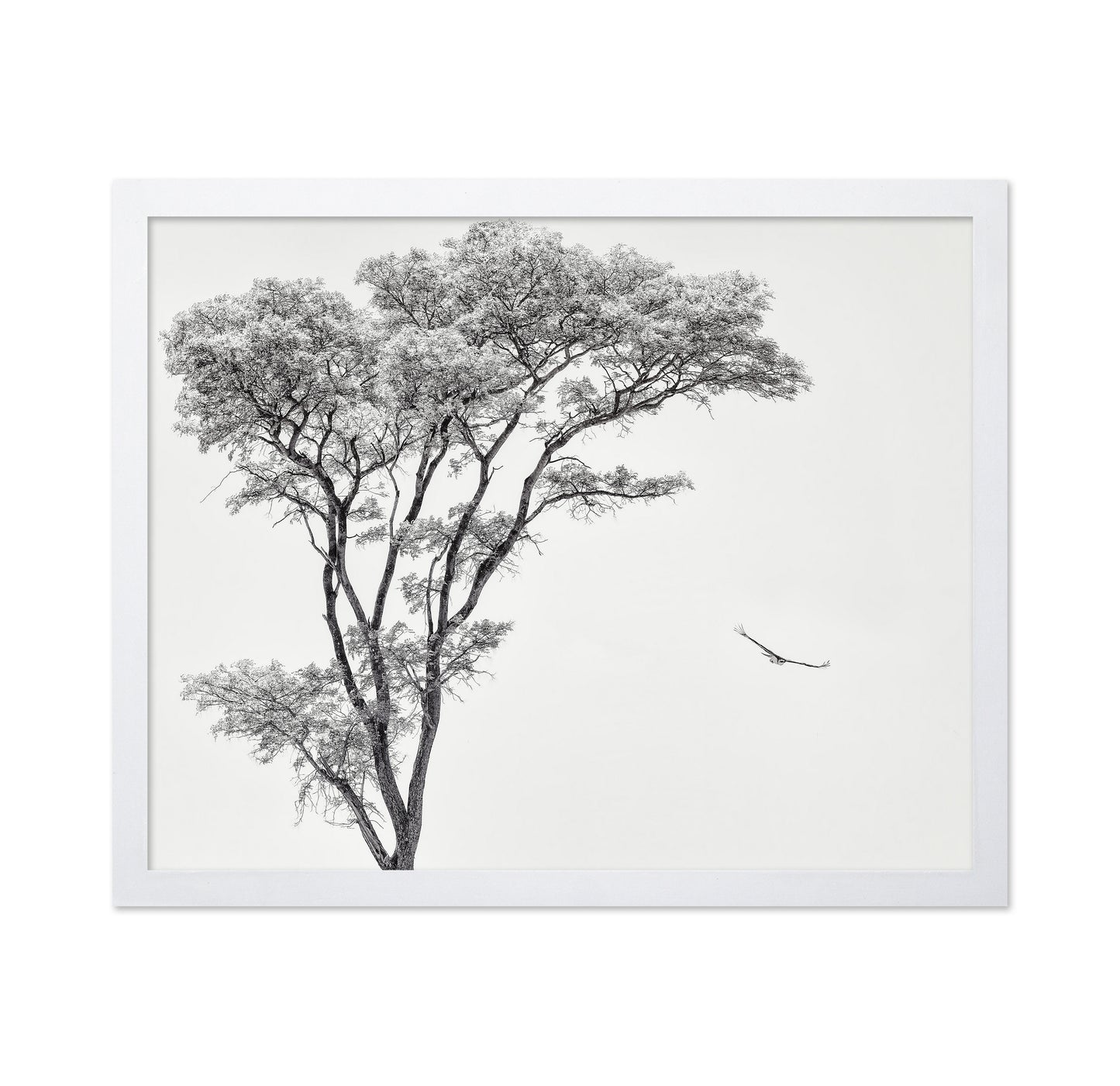 Eagle Flying by Acacia Tree