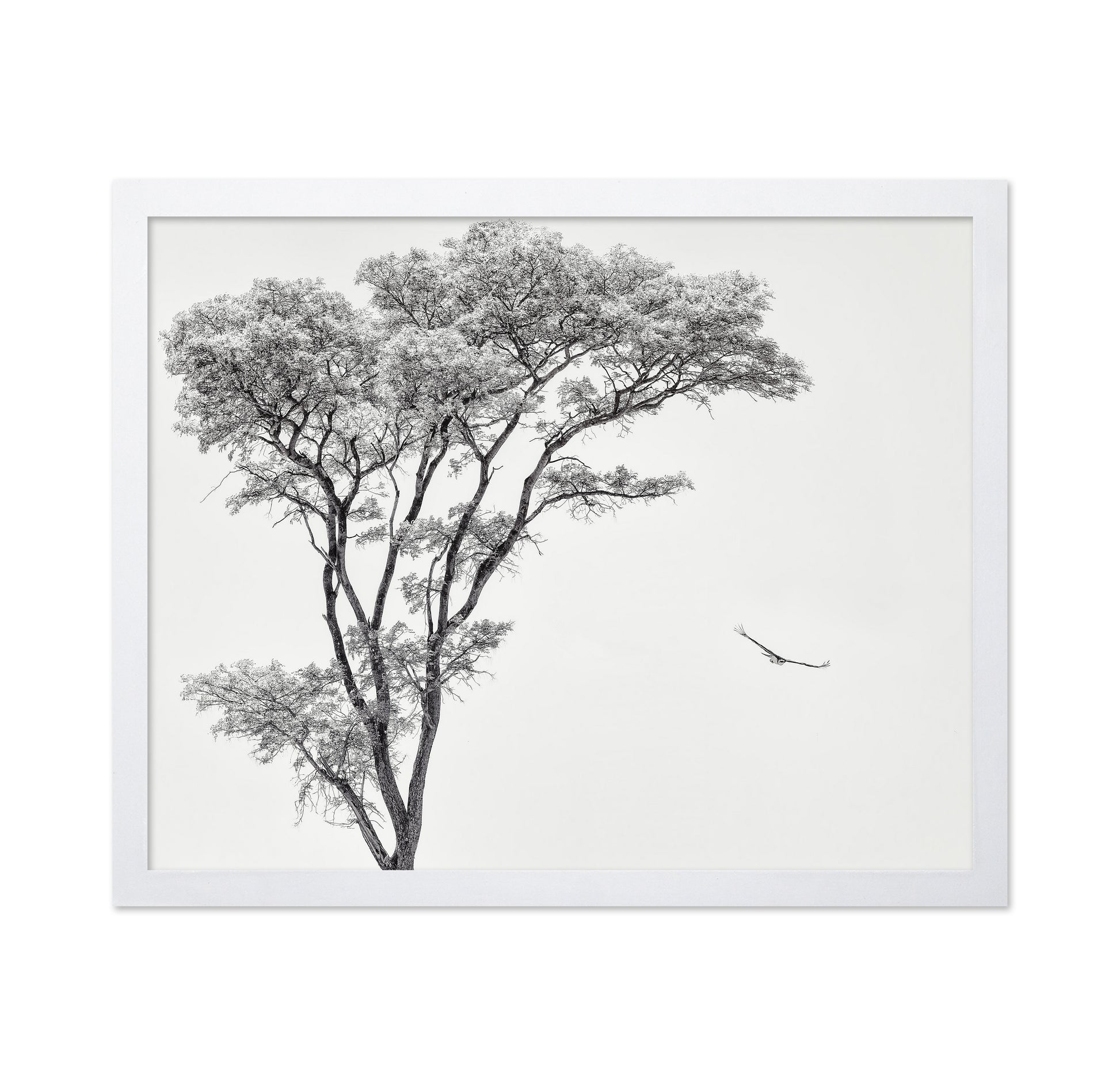 Eagle Flying by Acacia Tree