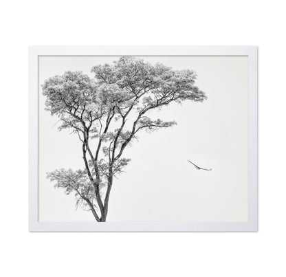 Eagle Flying by Acacia Tree