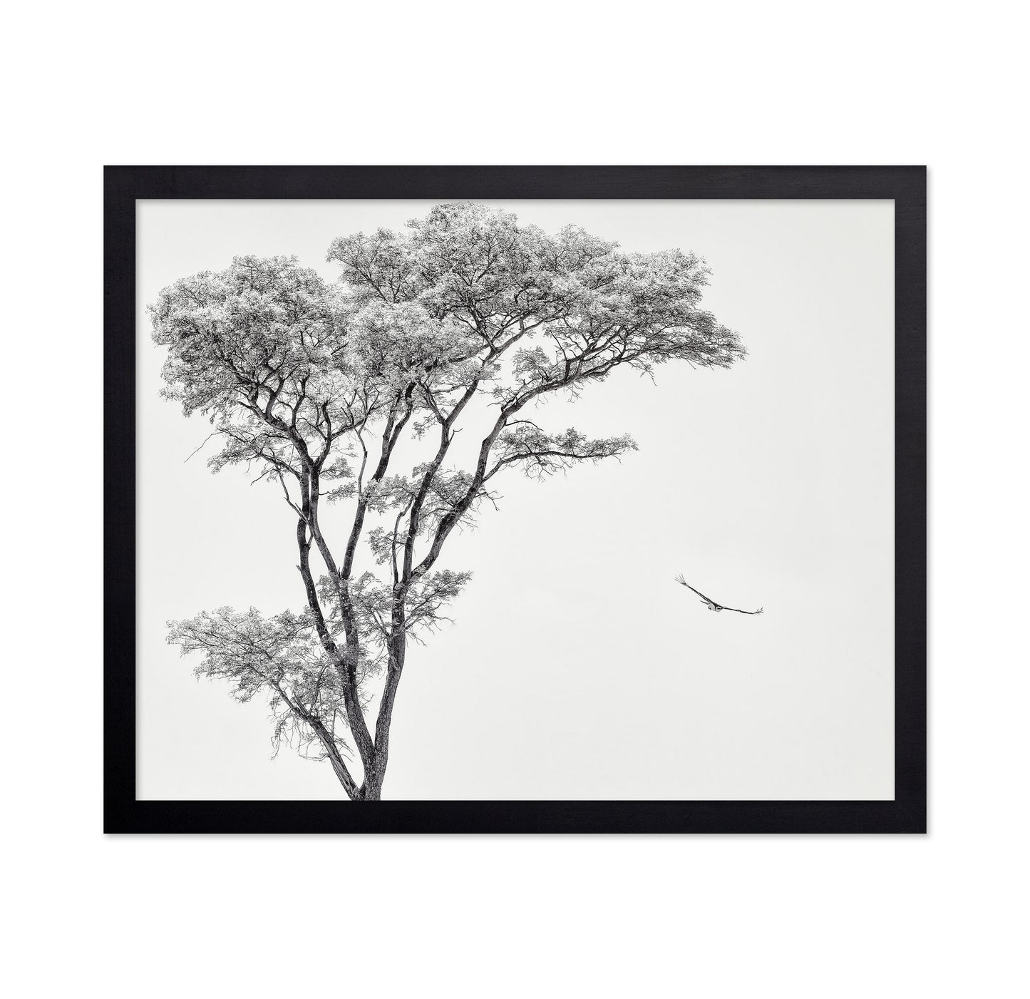Eagle Flying by Acacia Tree