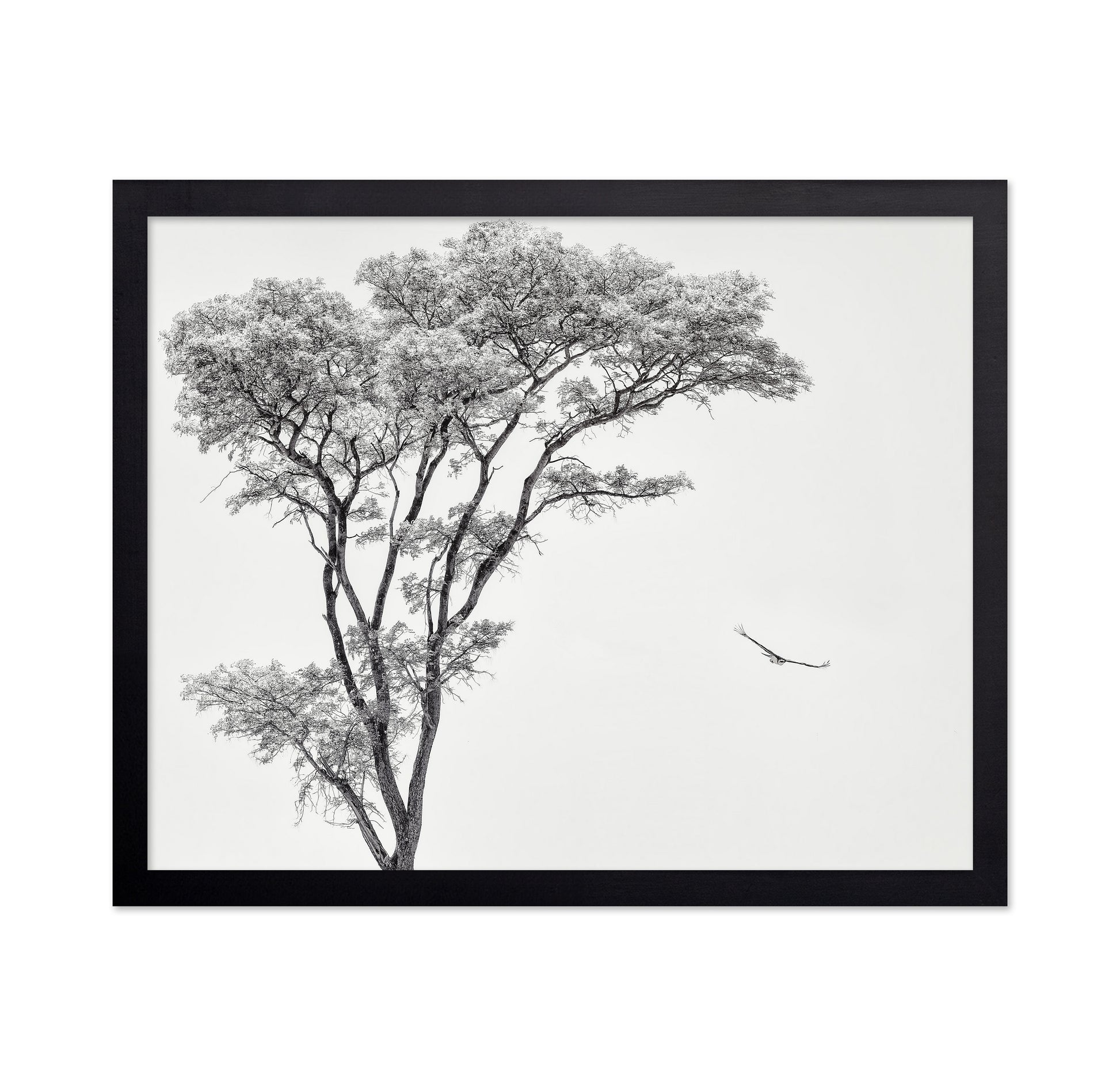 Eagle Flying by Acacia Tree