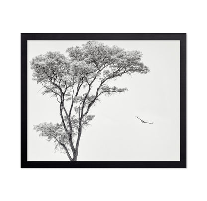 Eagle Flying by Acacia Tree