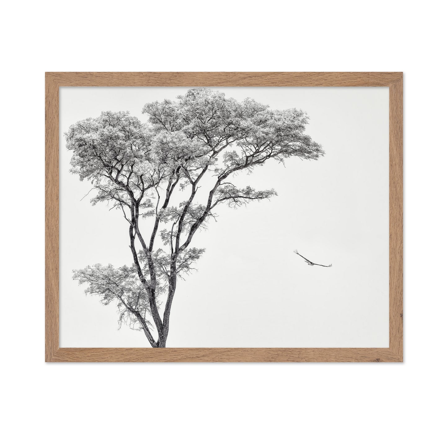 Eagle Flying by Acacia Tree