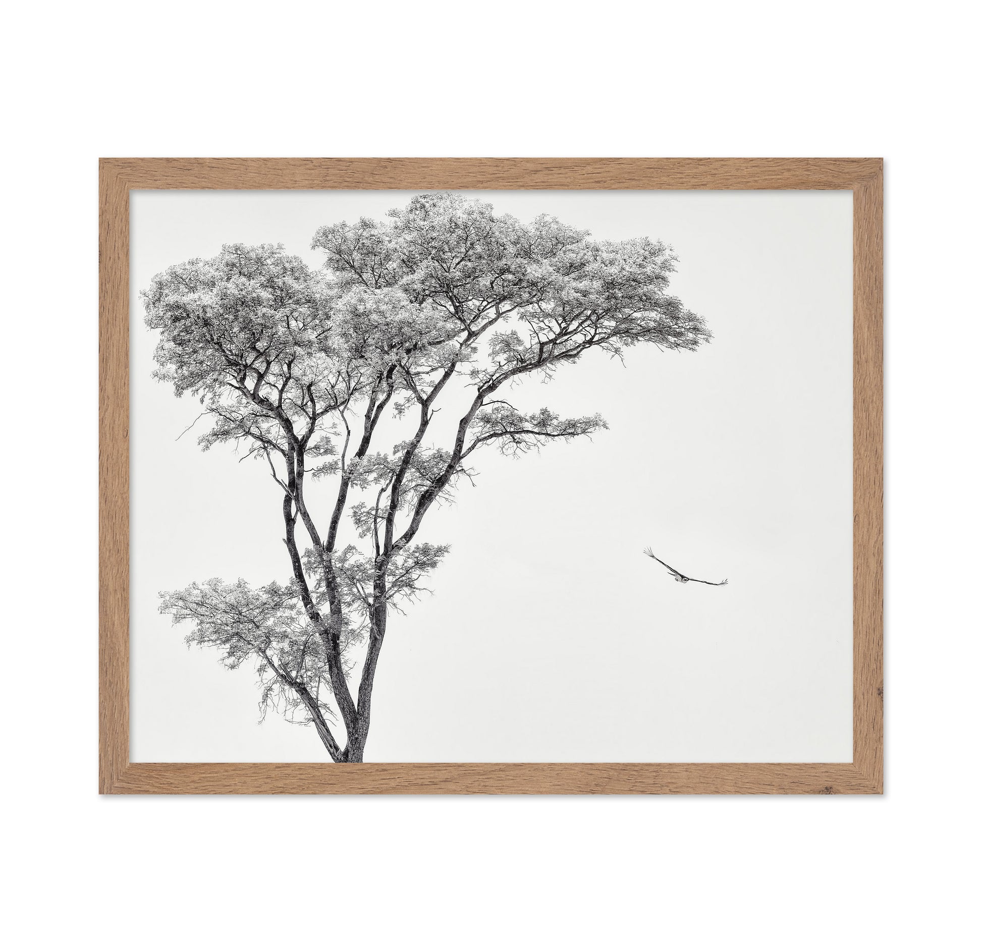 Eagle Flying by Acacia Tree