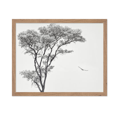 Eagle Flying by Acacia Tree