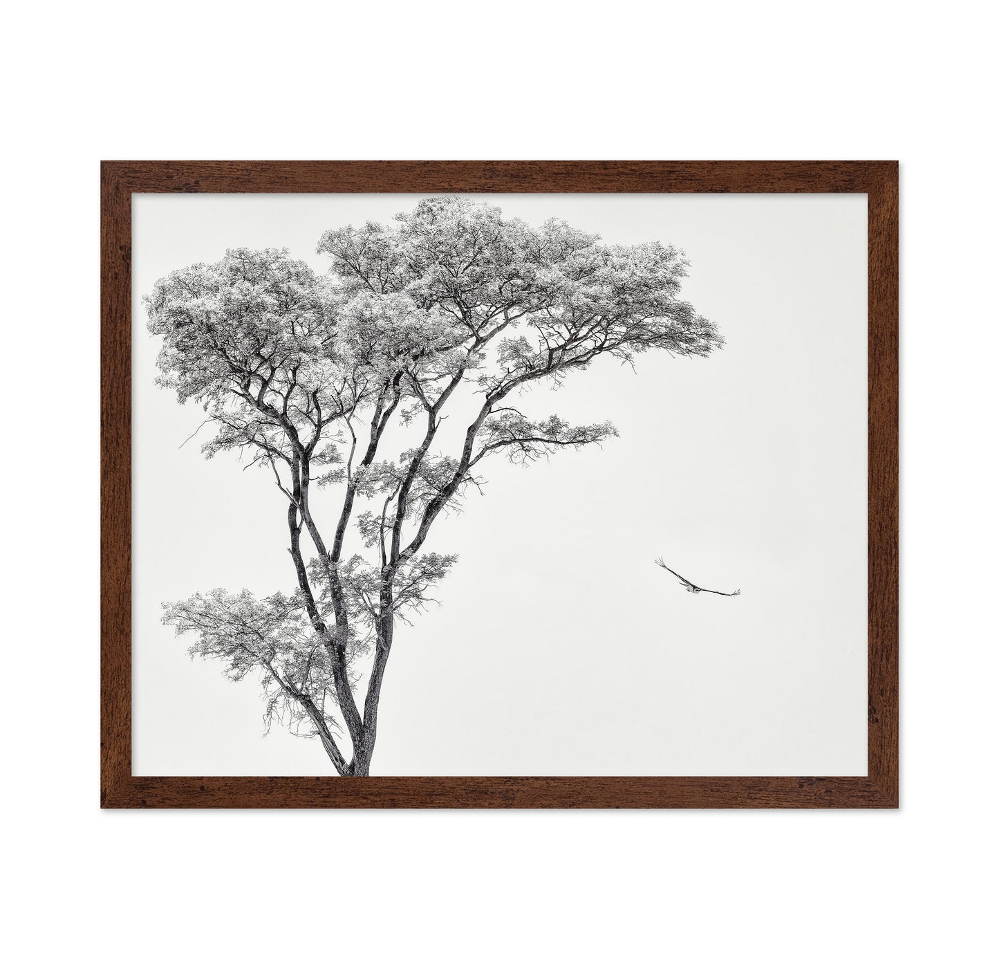 Eagle Flying by Acacia Tree