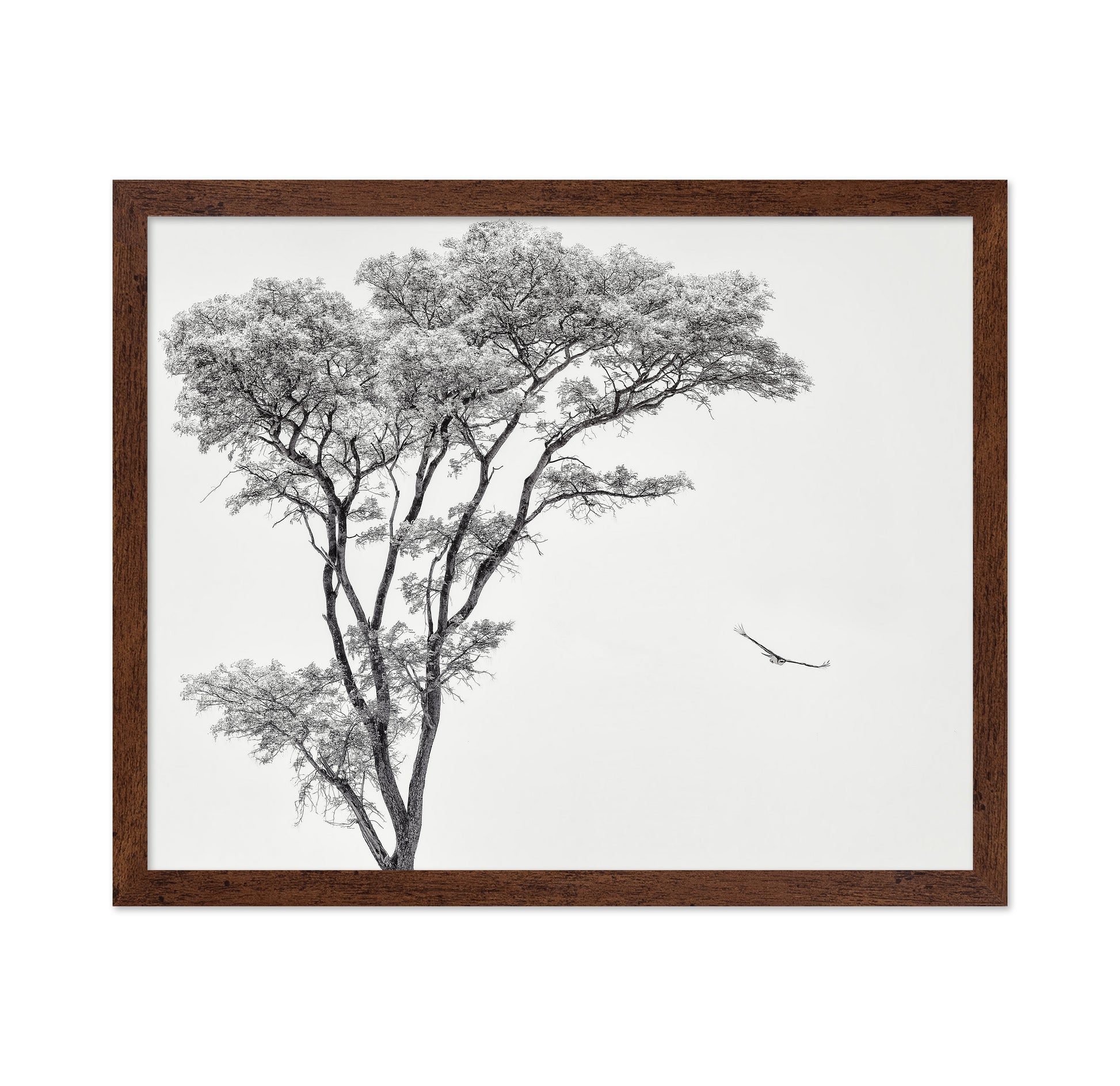 Eagle Flying by Acacia Tree