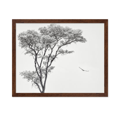 Eagle Flying by Acacia Tree