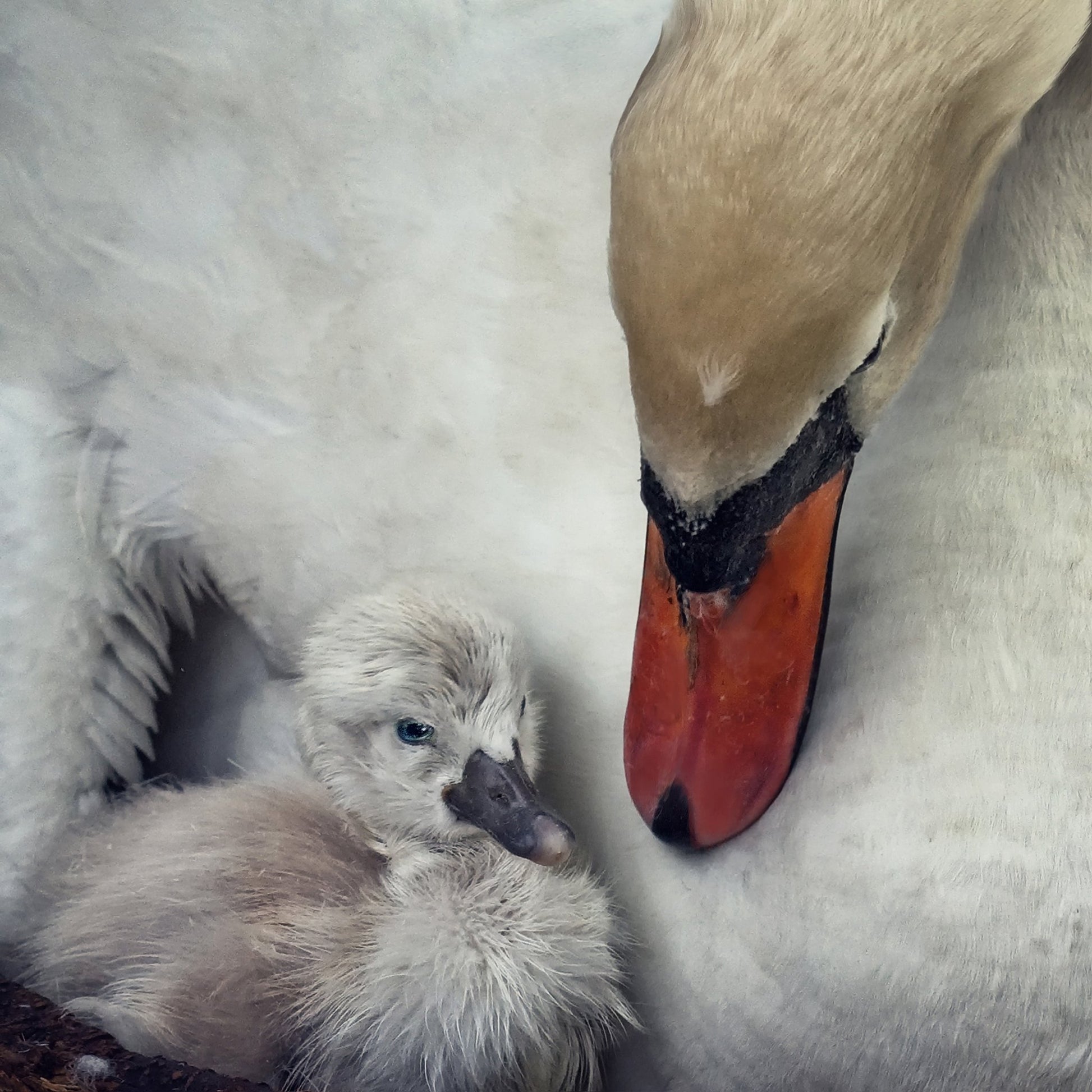 Swan and Cygnets Portrait