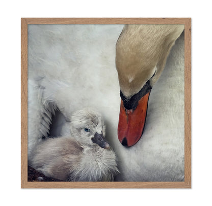 Swan and Cygnets Portrait