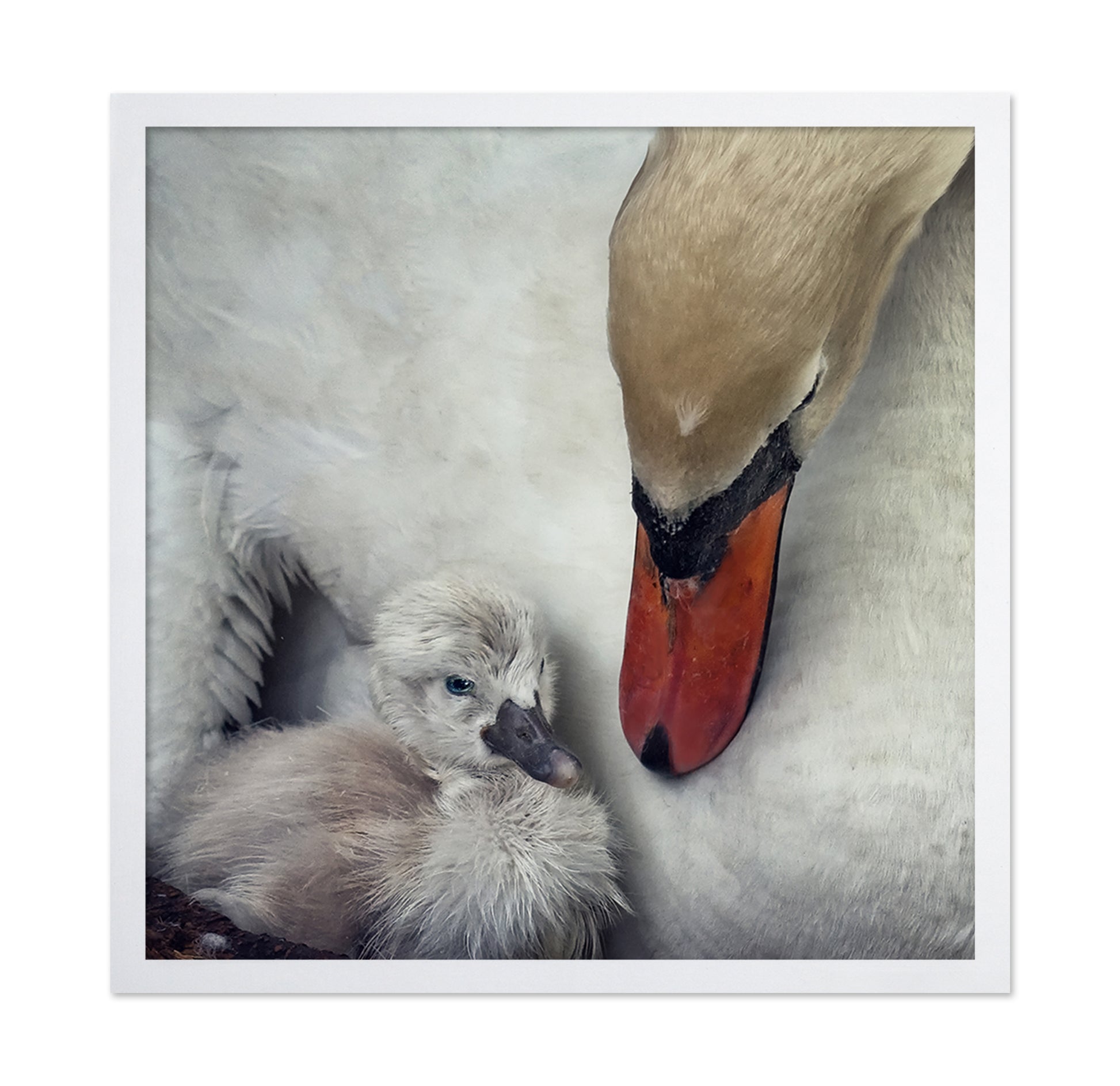 Swan and Cygnets Portrait
