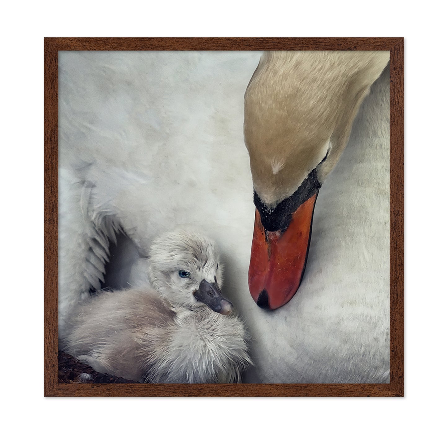Swan and Cygnets Portrait