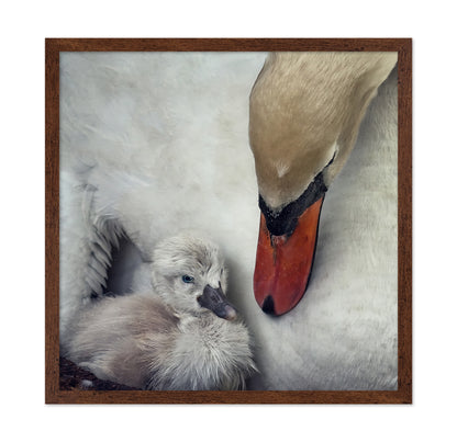 Swan and Cygnets Portrait