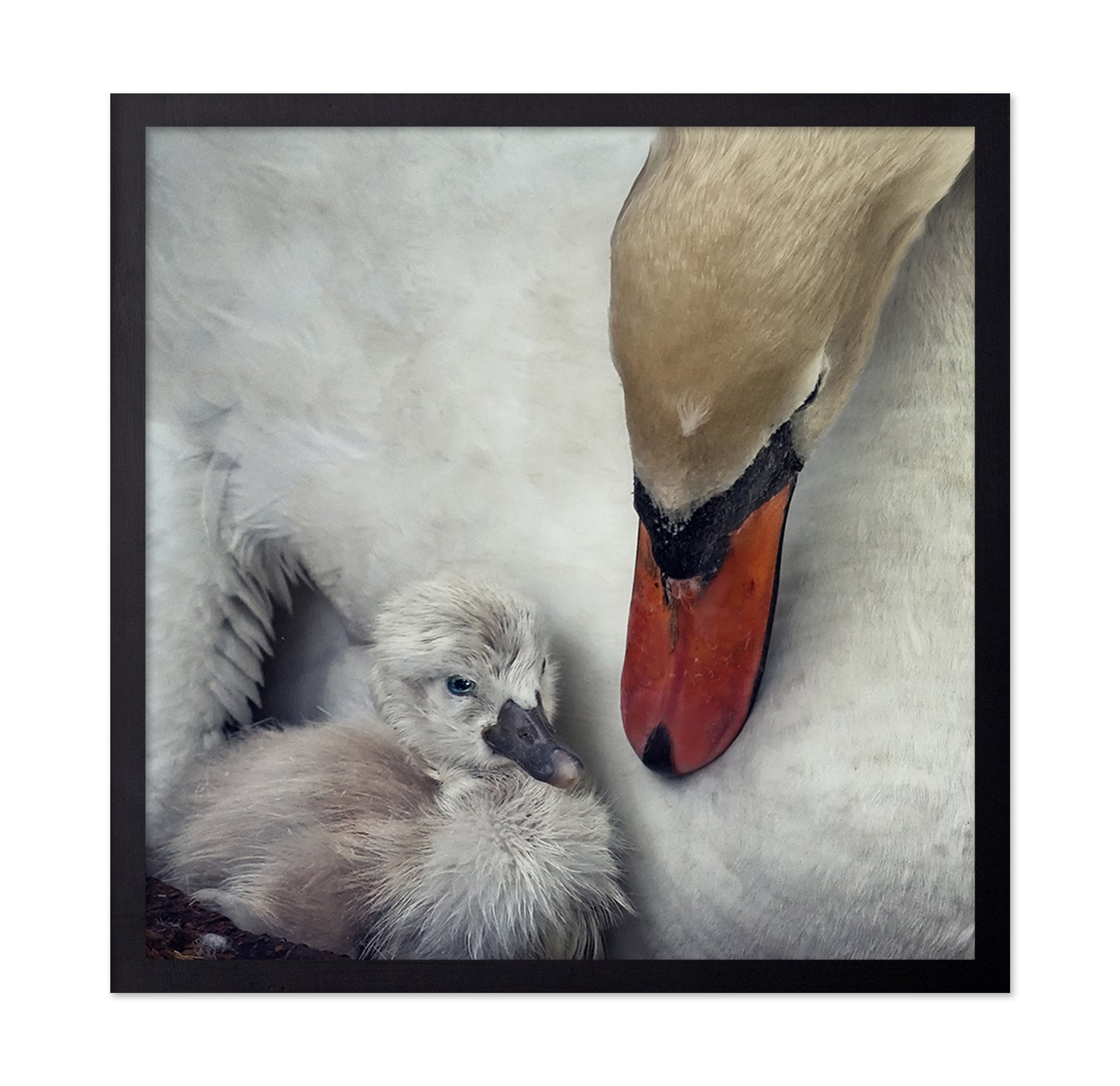 Swan and Cygnets Portrait