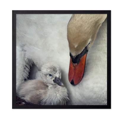 Swan and Cygnets Portrait
