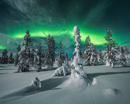 Northern Lights Snowy Fores