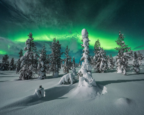 Northern Lights Snowy Fores