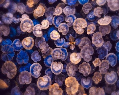 Blue Botanical Leaf Pattern