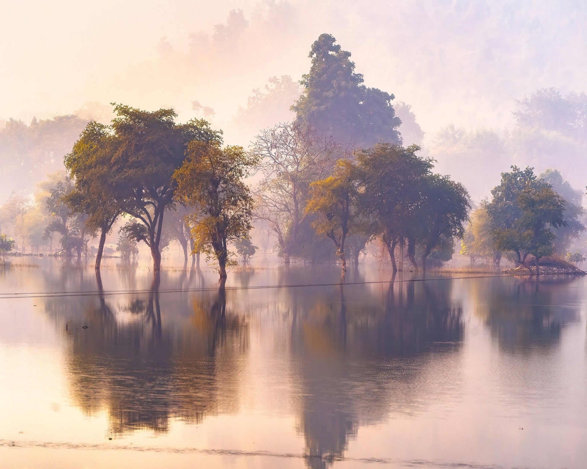 Misty Lake Tree Reflections