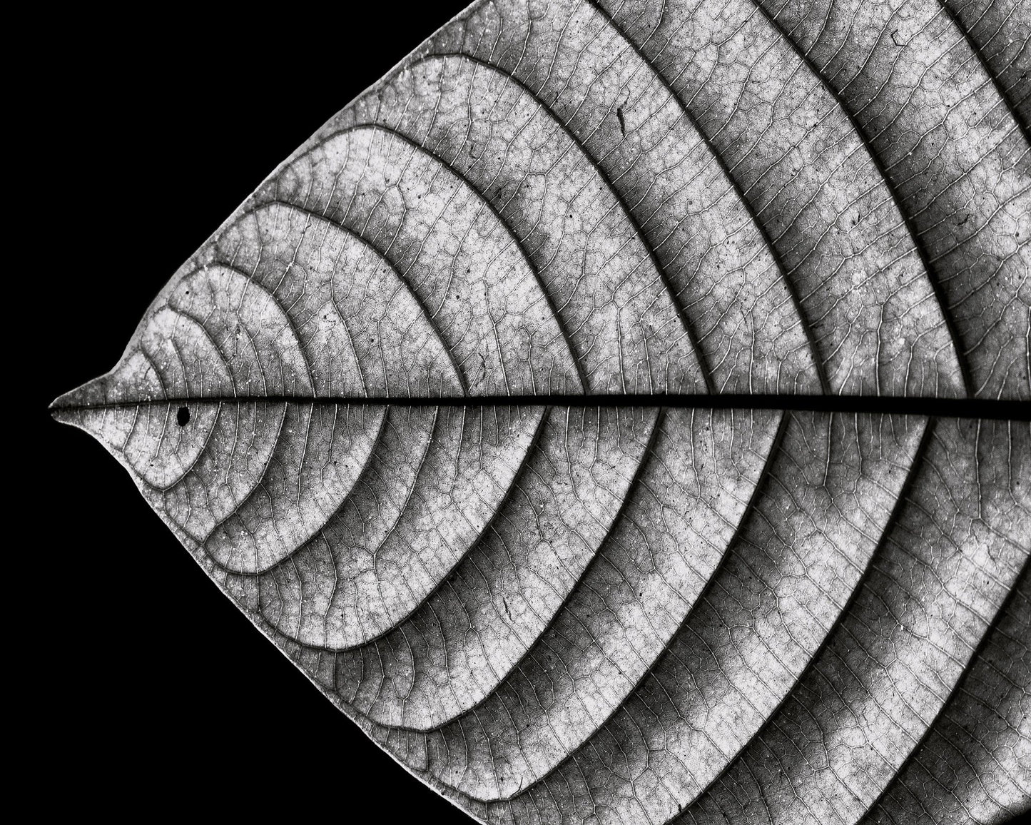 Black and White Leaf Vein Macro