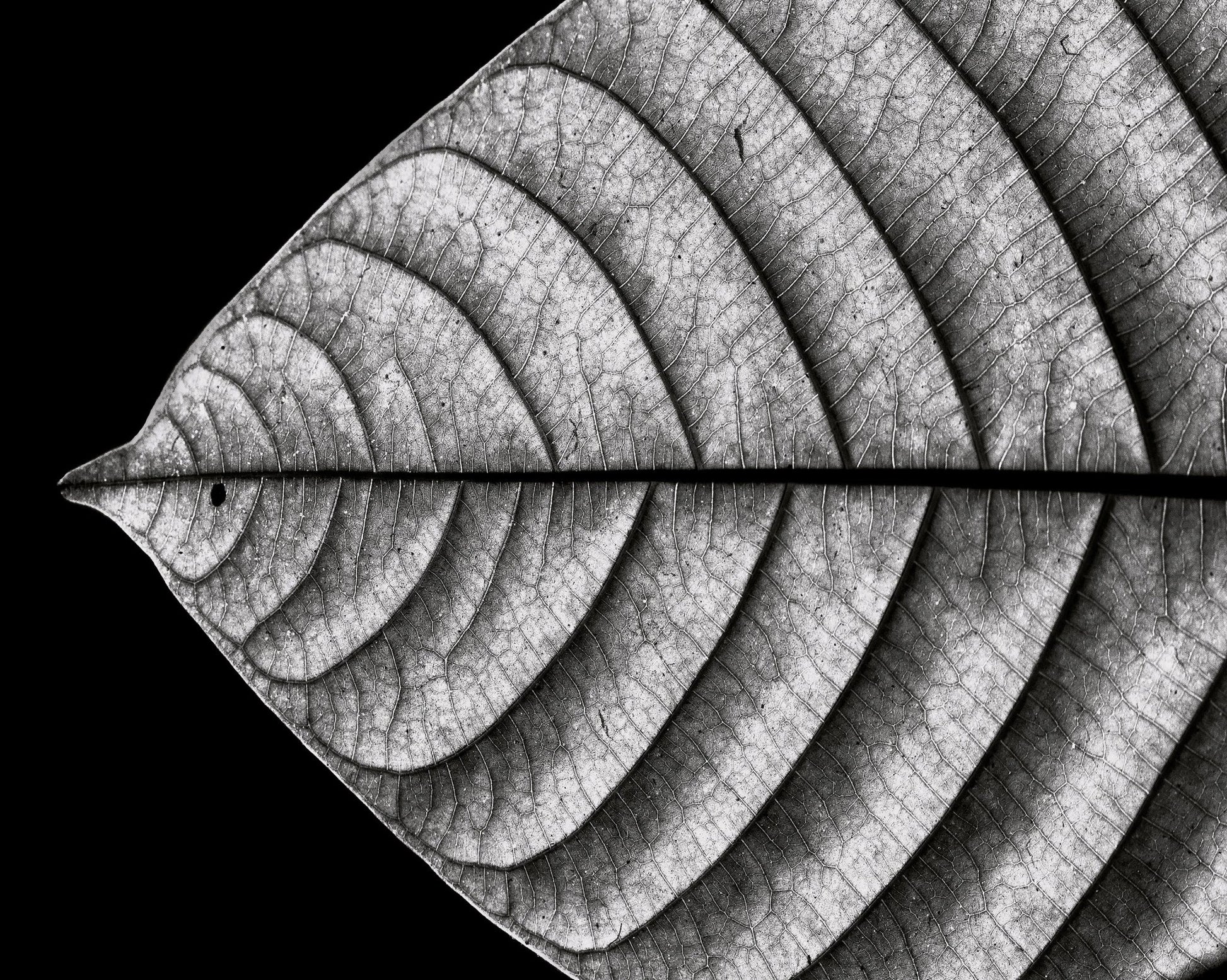 Black and White Leaf Vein Macro