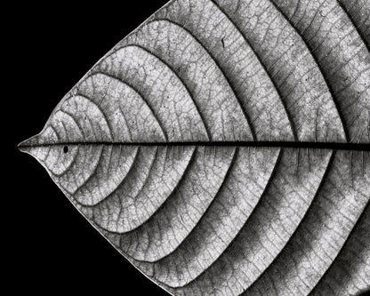 Black and White Leaf Vein Macro