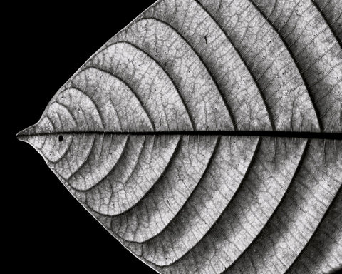 Black and White Leaf Vein Macro