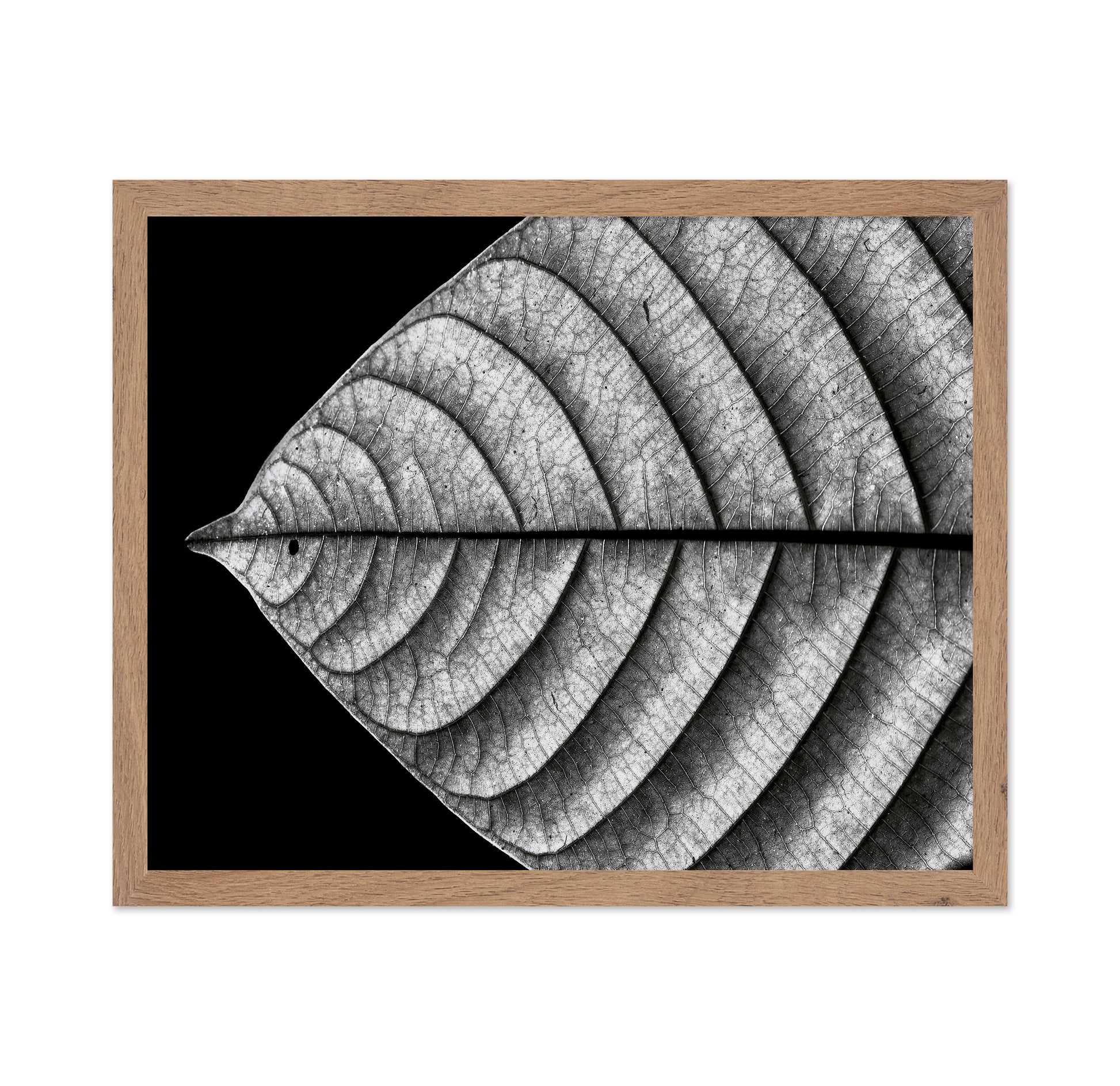 Black and White Leaf Vein Macro