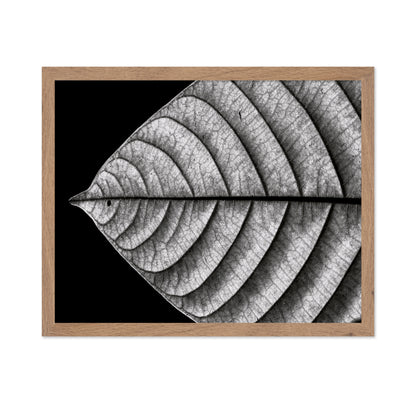 Black and White Leaf Vein Macro