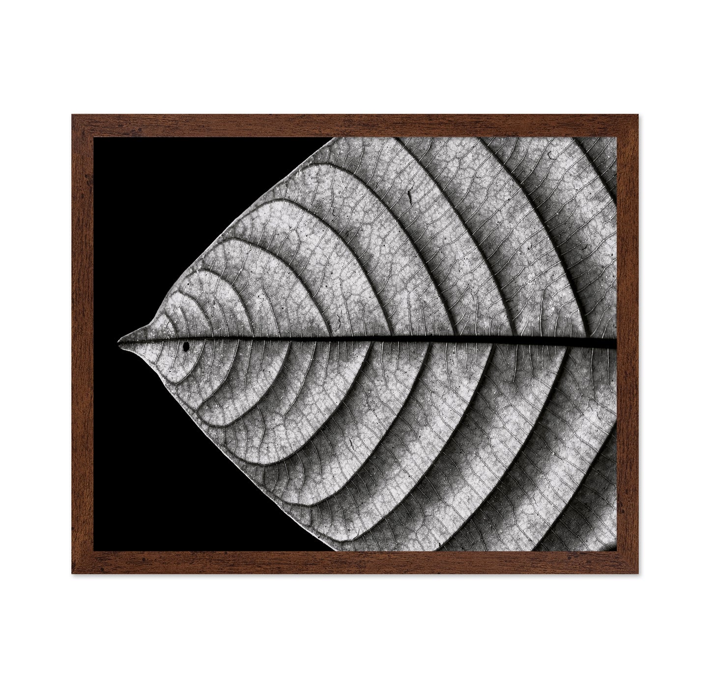 Black and White Leaf Vein Macro