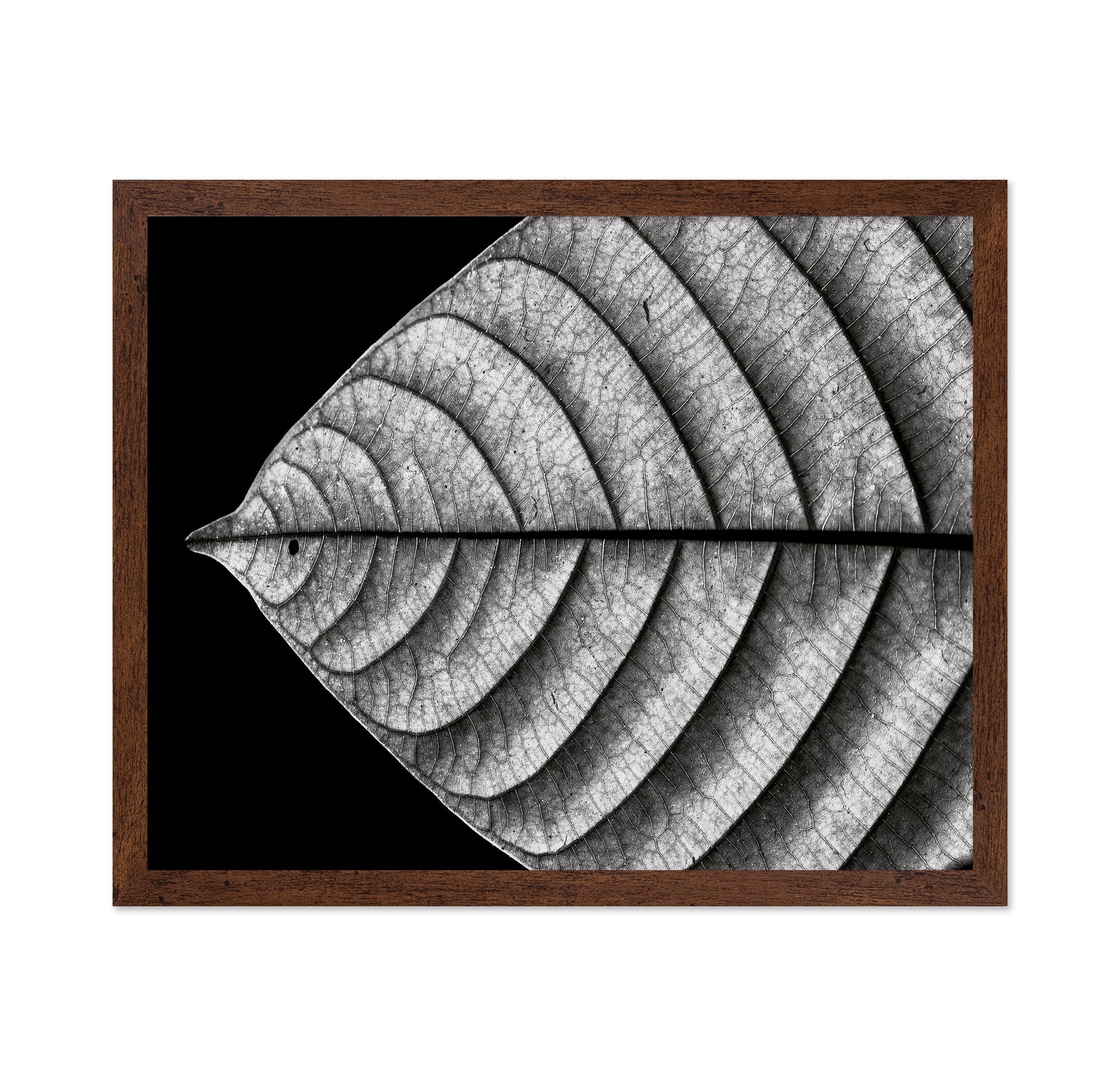 Black and White Leaf Vein Macro